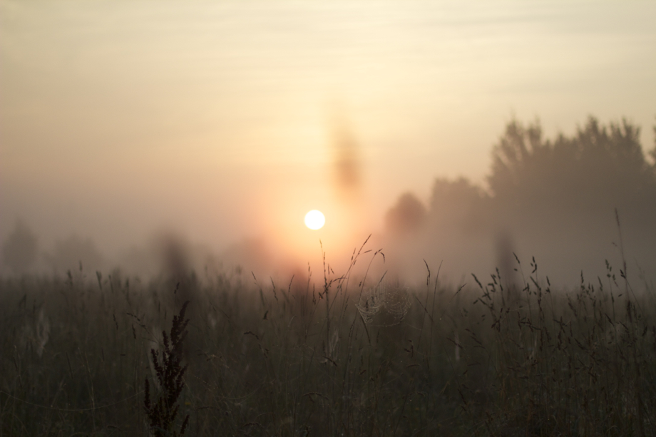 La forêt primaire de Bialowieza