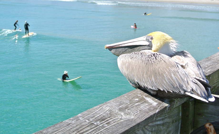 Cocoa Beach, du surf et des pélicans :)