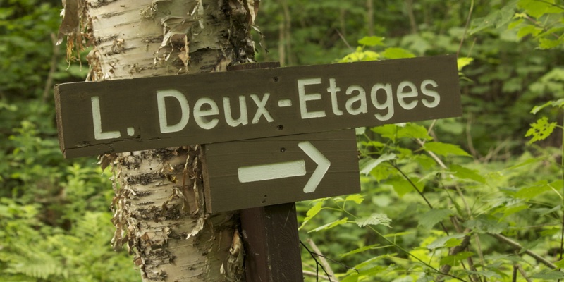 10 commandements pour survivre en forêt