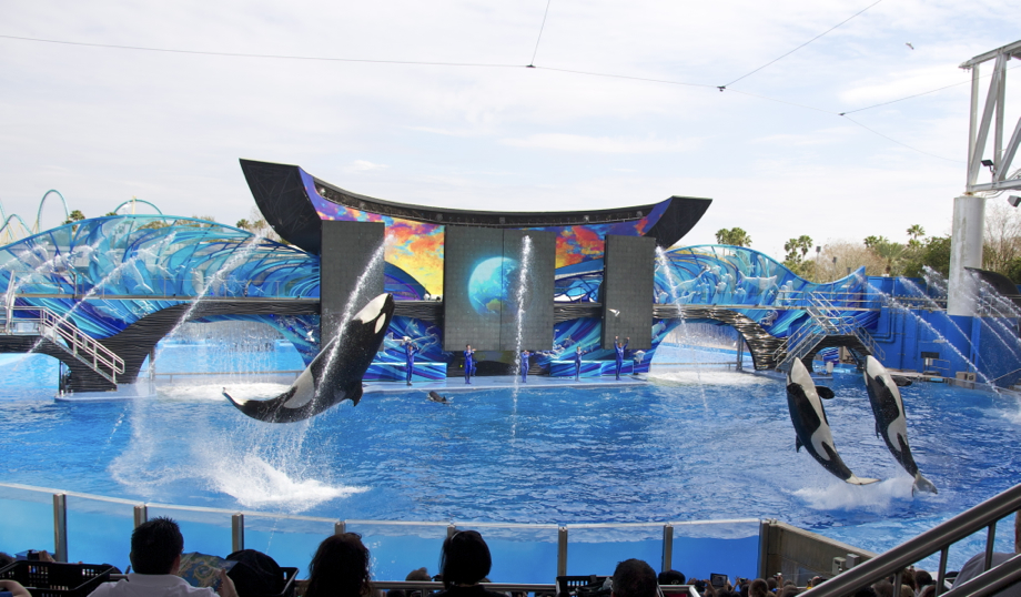 I love Shamu