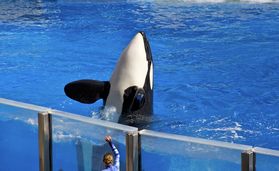 Shamu, le plus beau !