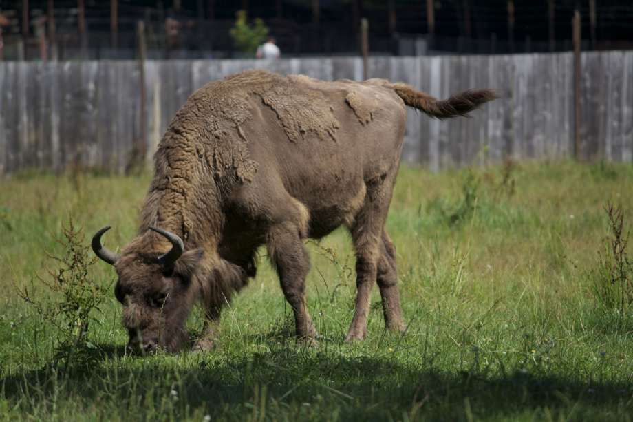 Mon beau bison, roi des forêts