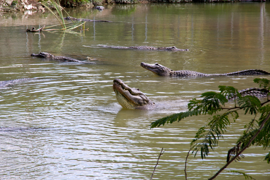 “Pa-hey-okee” , le fleuve d’herbe : bienvenue aux Everglades !