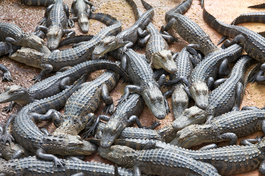 “Pa-hey-okee” , le fleuve d’herbe : bienvenue aux Everglades !