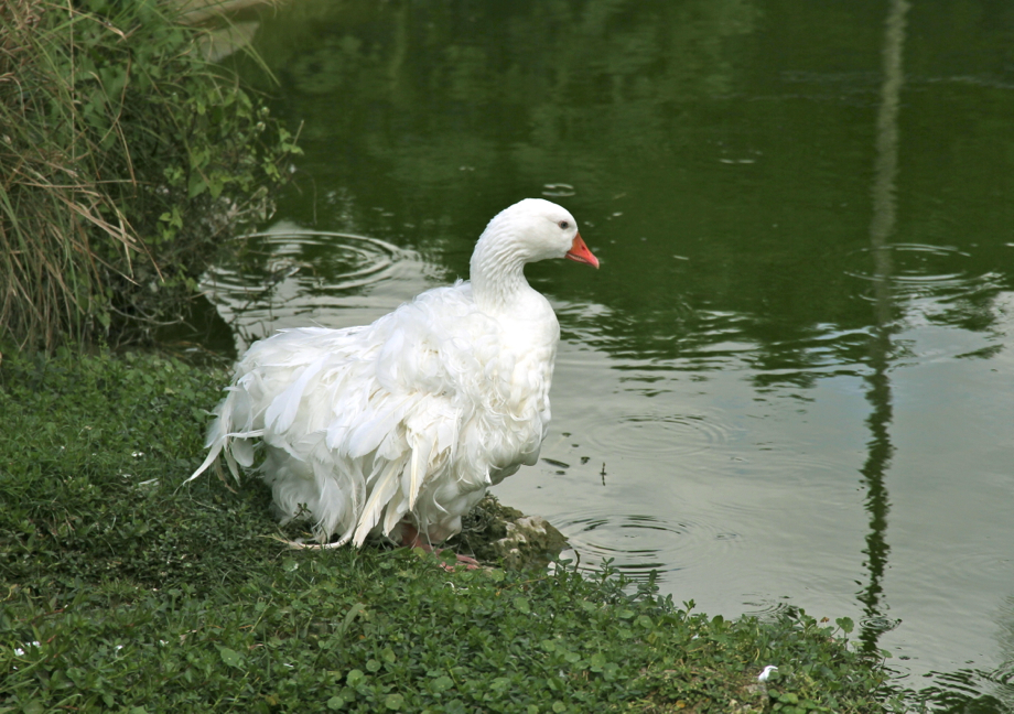 “Pa-hey-okee” , le fleuve d’herbe : bienvenue aux Everglades !