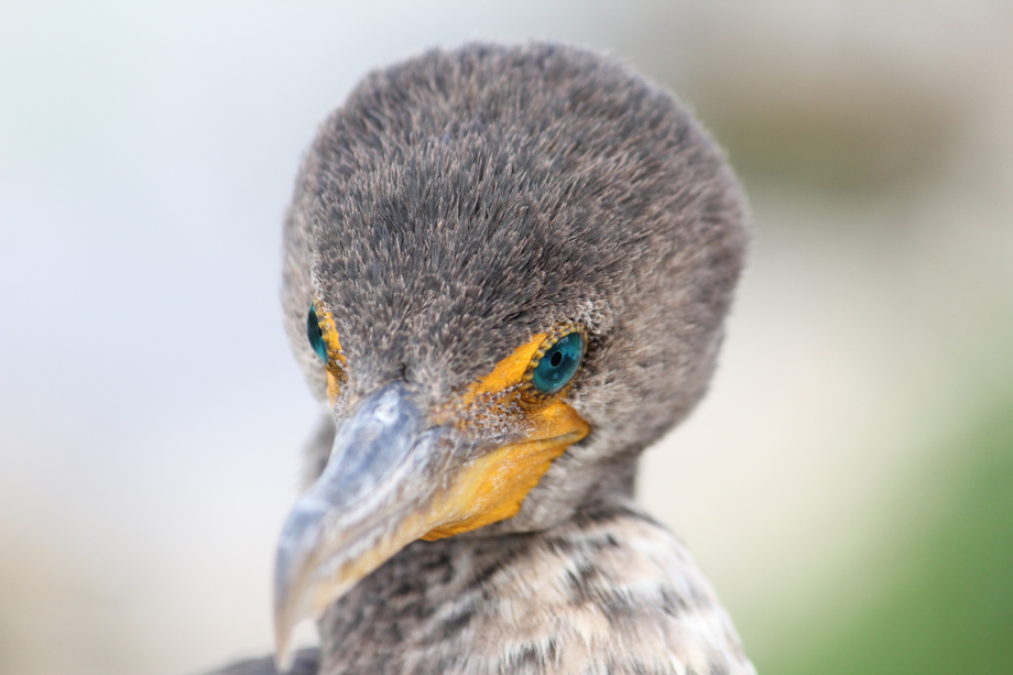 “Pa-hey-okee” , le fleuve d’herbe : bienvenue aux Everglades !