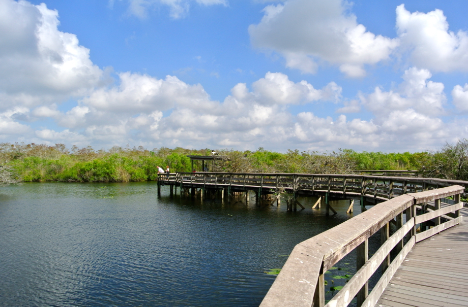 “Pa-hey-okee” , le fleuve d’herbe : bienvenue aux Everglades !