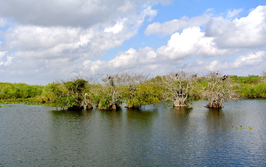 “Pa-hey-okee” , le fleuve d’herbe : bienvenue aux Everglades !