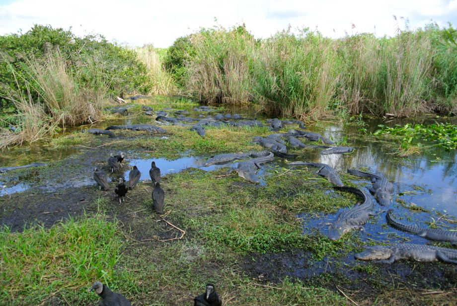 “Pa-hey-okee” , le fleuve d’herbe : bienvenue aux Everglades !