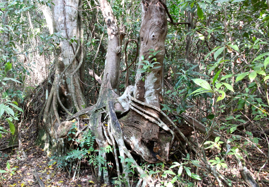 “Pa-hey-okee” , le fleuve d’herbe : bienvenue aux Everglades !