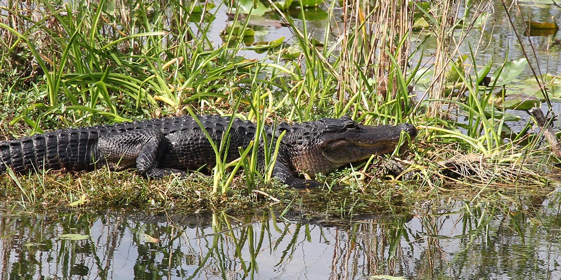 “Pa-hey-okee” , le fleuve d’herbe : bienvenue aux Everglades !